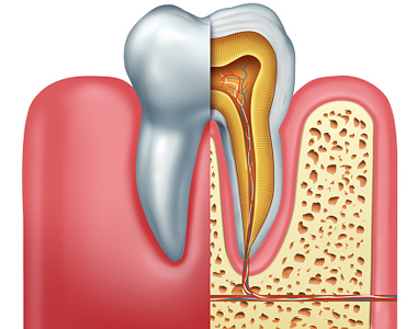 Canal radicular endodôntico